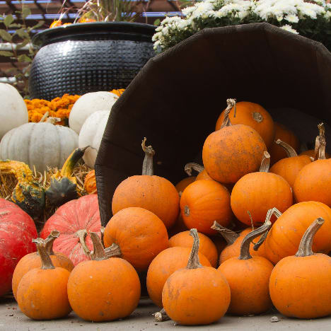 Pumpkins at a pumpkin patch