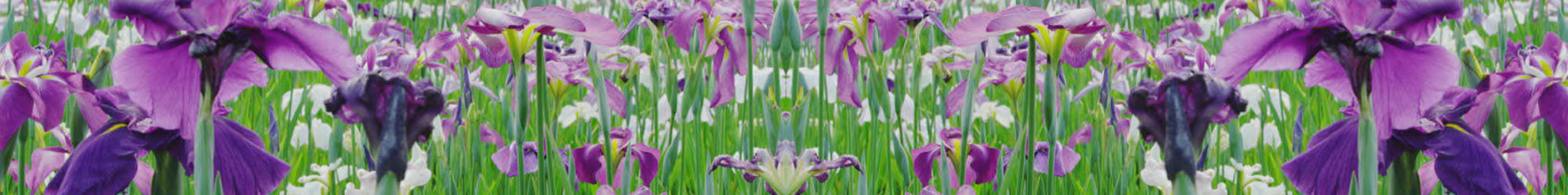 Photos of Iris Memory Care of Nichols Hills in Oklahoma City, Oklahoma