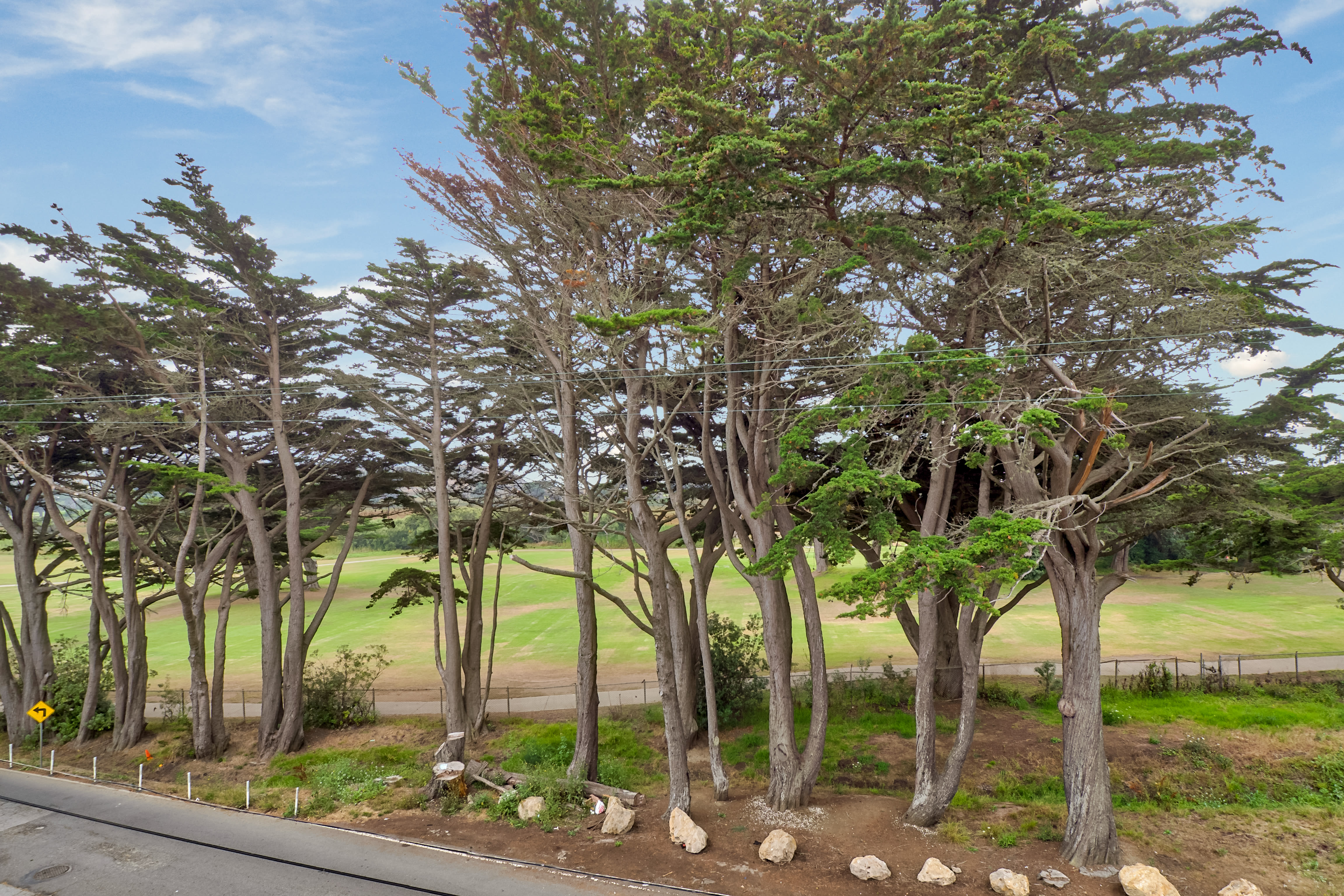 trees lining the driveway at SeaPointe in Pacifica, California