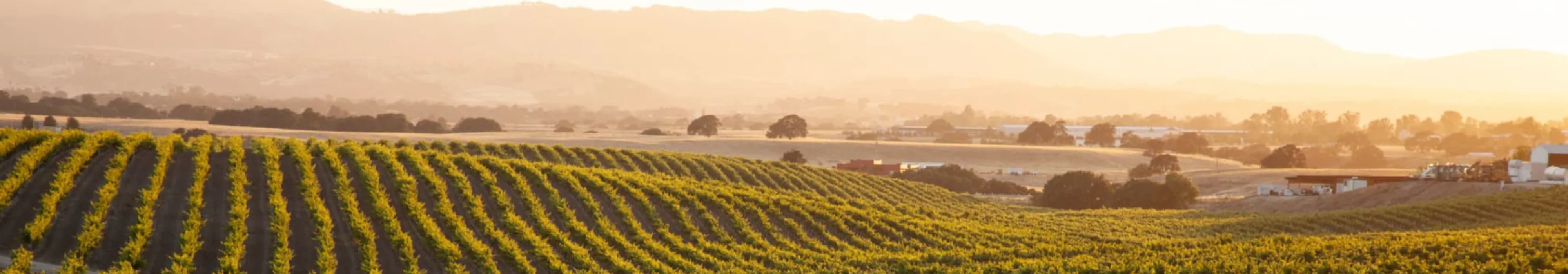 A vineyard near Butterfield Ranch Self Storage in Temecula, California