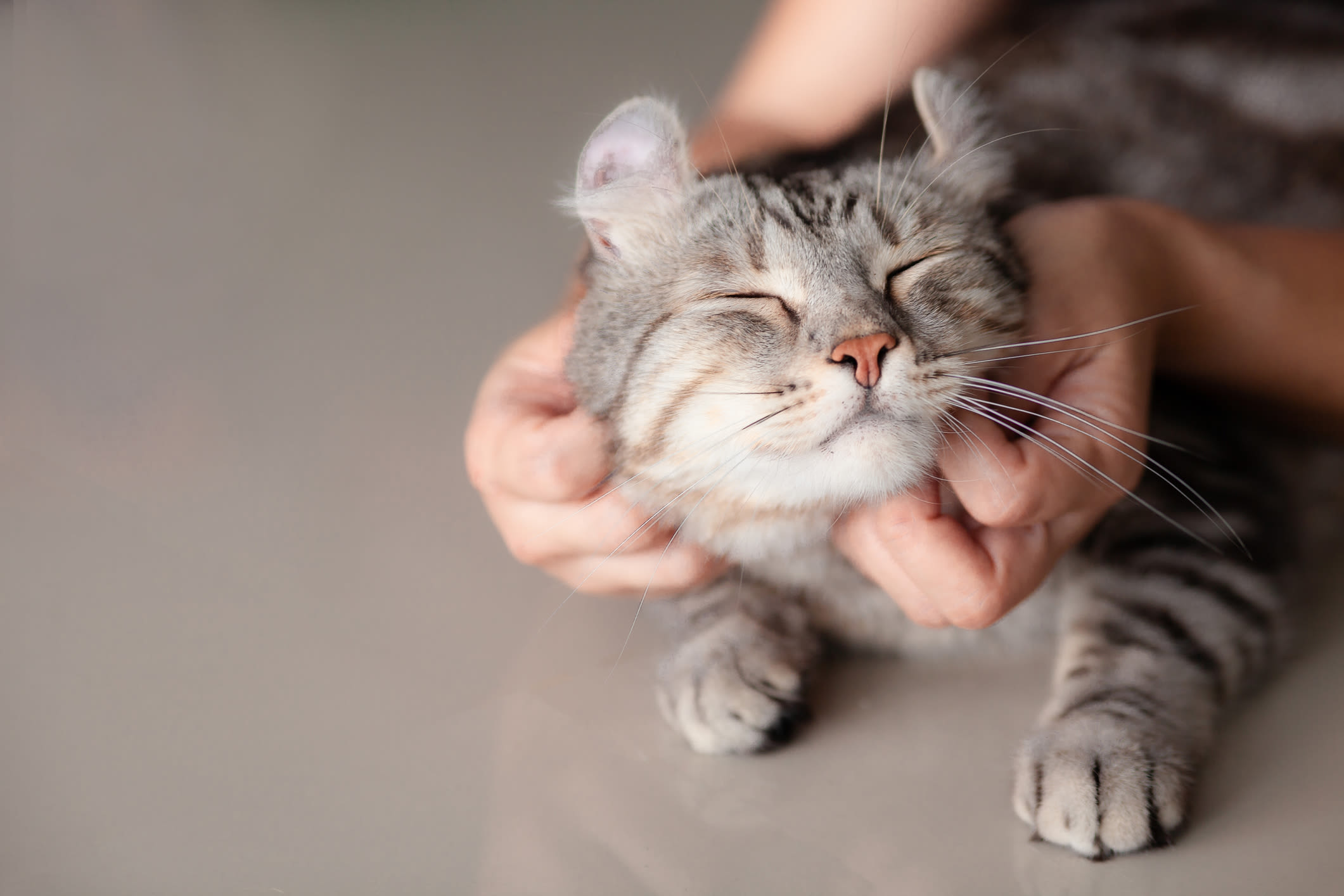 Kitten having their neck scratched at Lake Pointe Apartments in Folsom, California