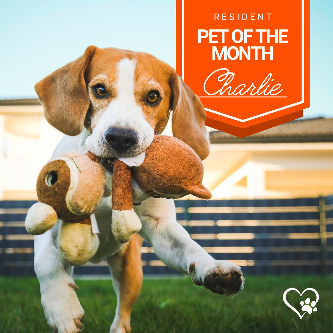Pet of the month program at Station 21 Apartments in Mesa, Arizona