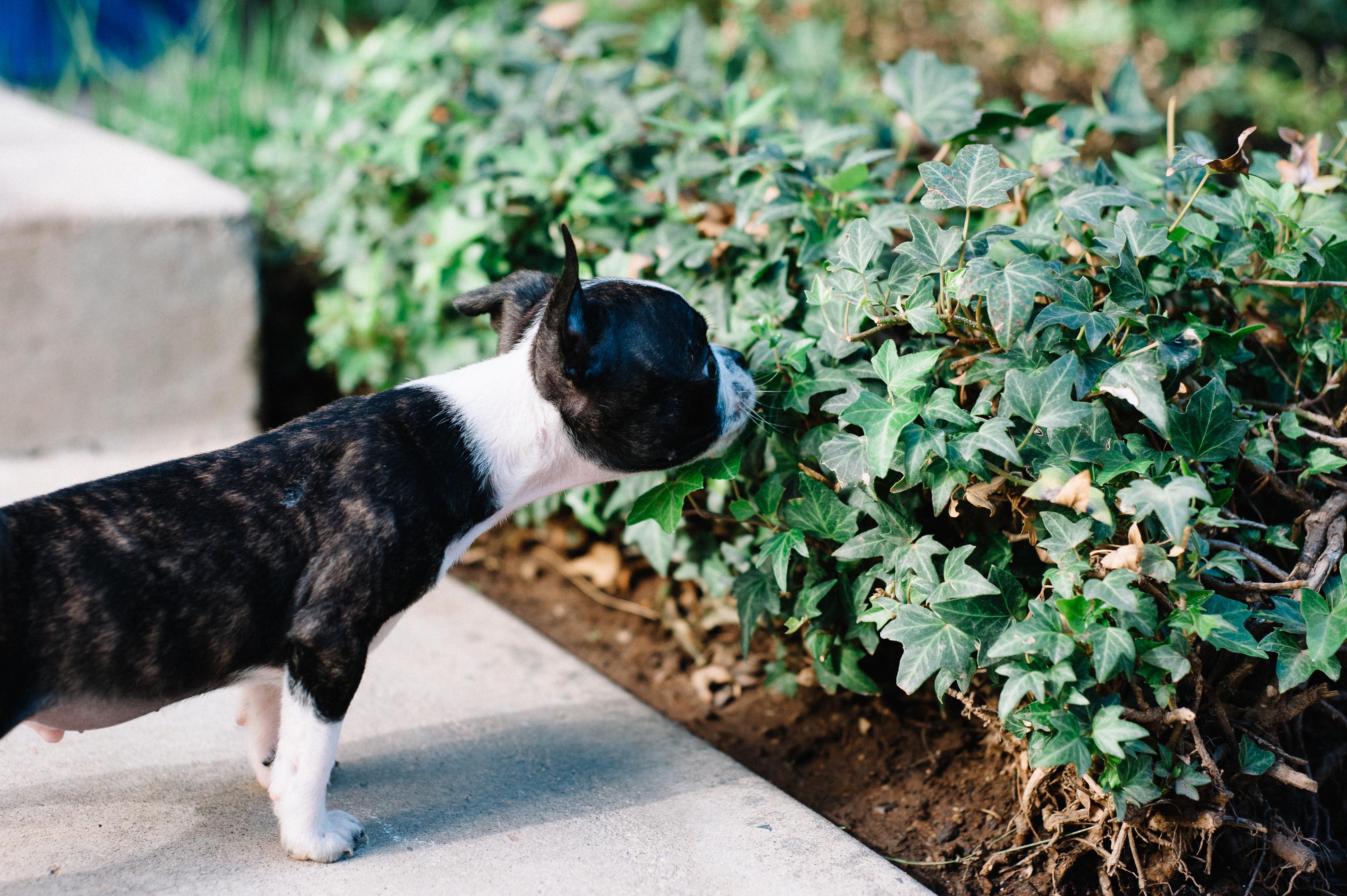 Dog outside their owners new apartment at Arcadia at Rivers Edge in Medford, Massachusetts