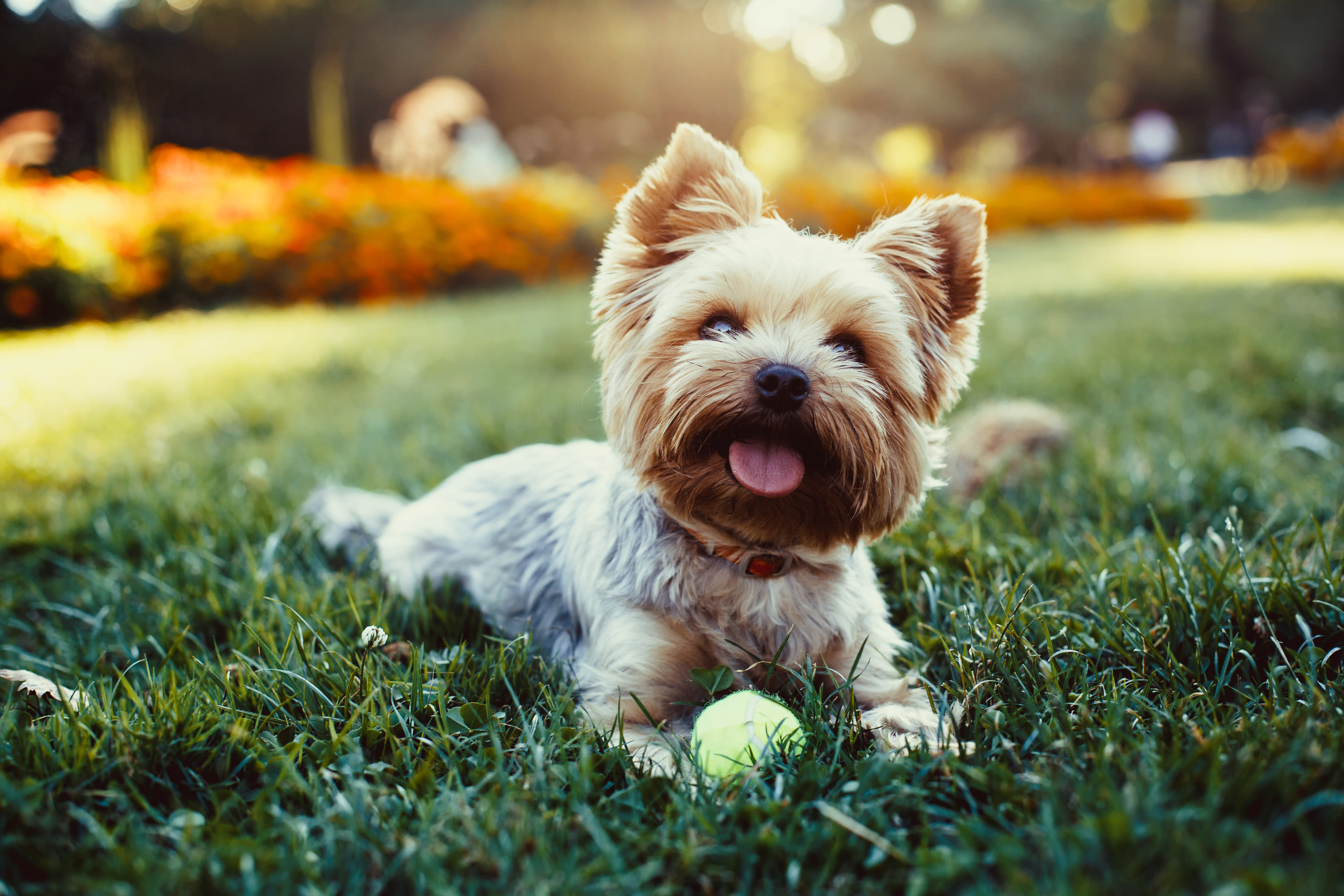 Pet friendly homes at Mable H Kehres Apartments in Monroe, Michigan