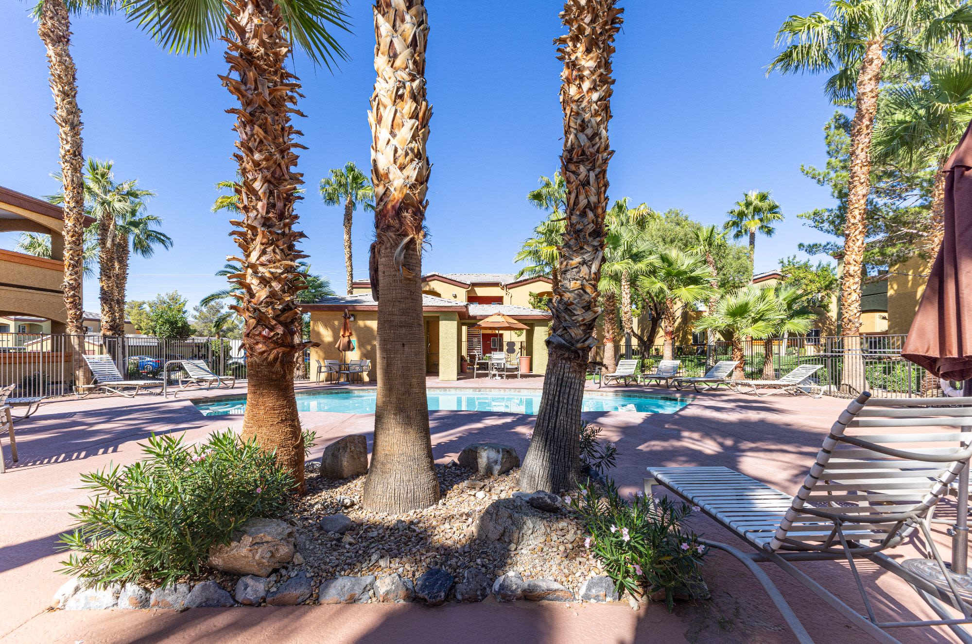 Palm trees by the pool at La Serena at the Heights in Henderson, Nevada