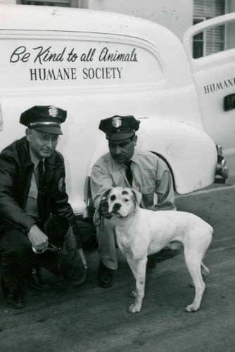 Animal Miracles: Unveiling the Heroes Among Us