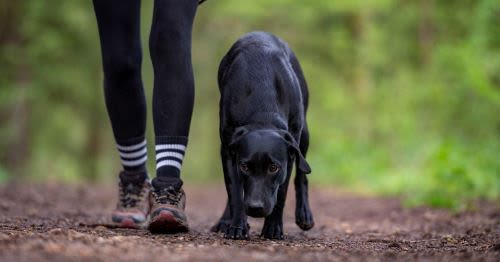 Animal Miracles: Unveiling the Heroes Among Us