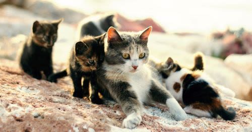 Animal Miracles: Unveiling the Heroes Among Us