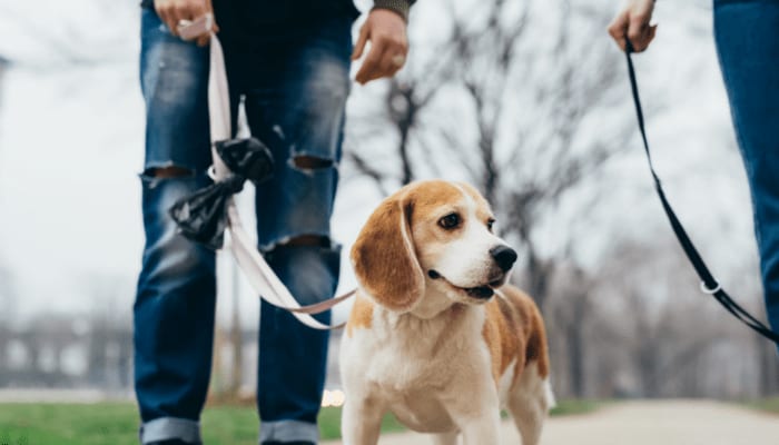 Pet-friendly apartments at Copper Mill Village in High Point, North Carolina
