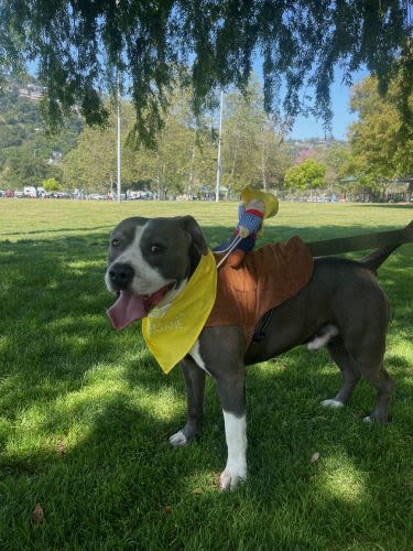 2024 Wiggle Waggle Walk and Run 5k