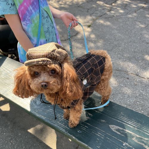 2024 Wiggle Waggle Walk and Run 5k