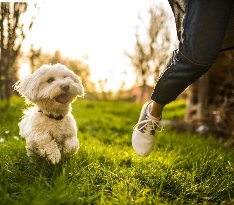 Dog running on the lawn at Villa Montanaro in Pleasant Hill, California