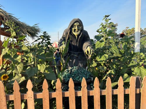 Discovering Frosty’s Pumpkin Patch in Chino, California