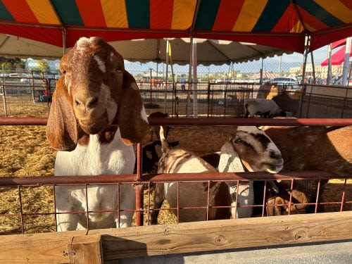Discovering Frosty’s Pumpkin Patch in Chino, California