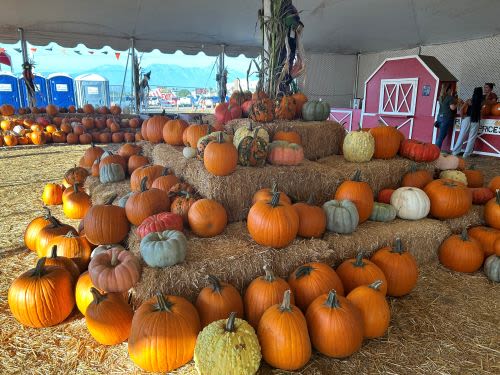 Discovering Frosty’s Pumpkin Patch in Chino, California
