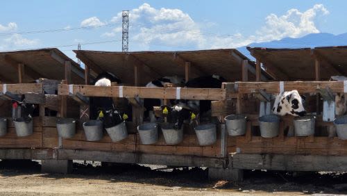 Chino, California: A Community Rooted in Heritage and Growth