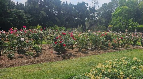 A Spring Morning at The Huntington: Beauty, History, and a Breath of Fresh Air
