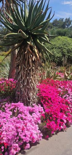 A Spring Morning at The Huntington: Beauty, History, and a Breath of Fresh Air