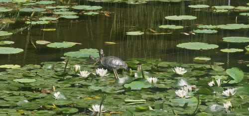 A Spring Morning at The Huntington: Beauty, History, and a Breath of Fresh Air