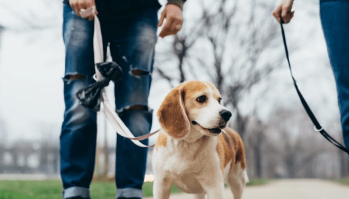 Dog walking near Carroll at Cane Ridge Apartments in Antioch, Tennessee