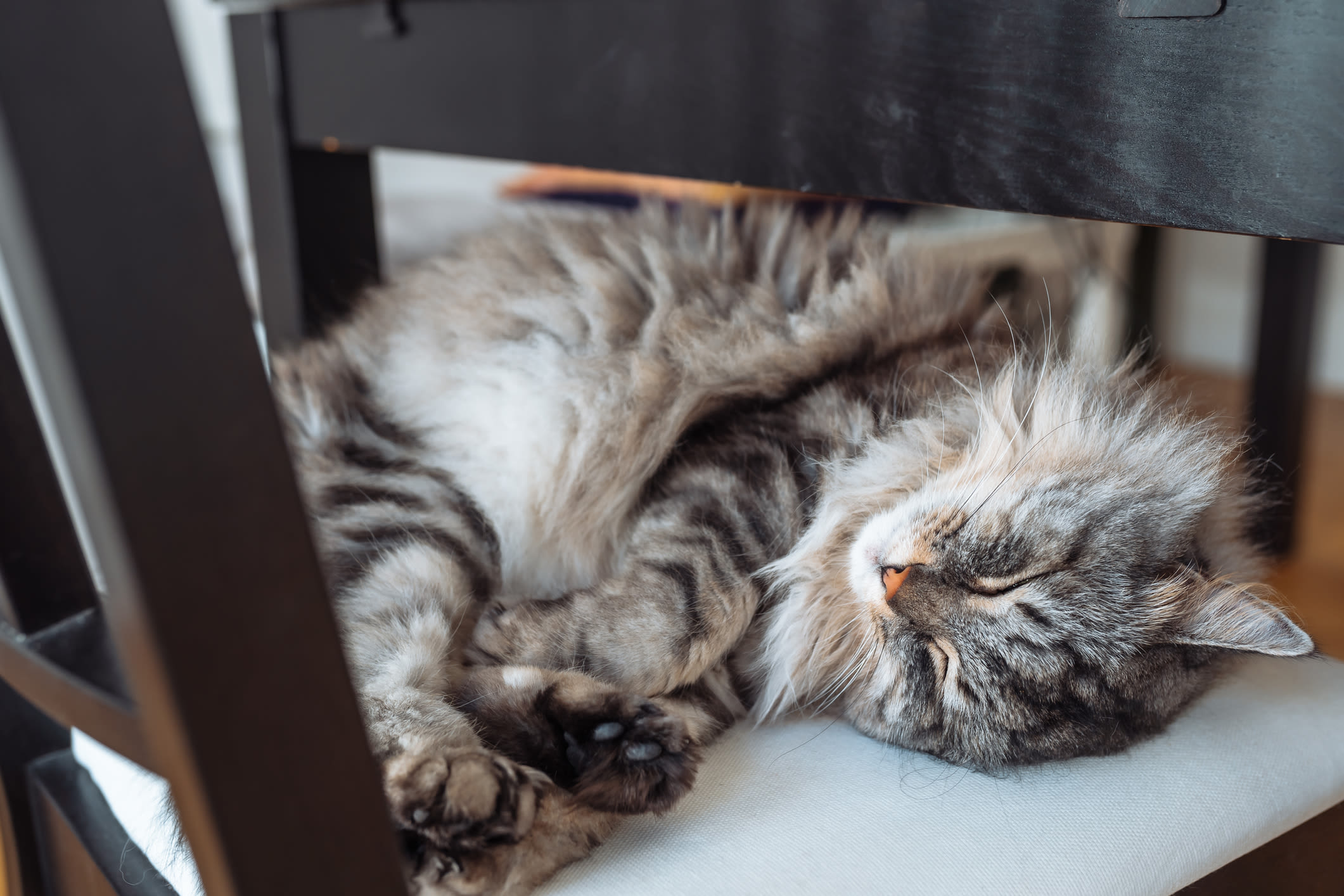 Cat napping at Carroll at Cane Ridge Apartments in Antioch, Tennessee
