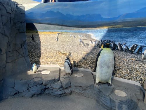 A Day at the Aquarium of the Pacific in Long Beach