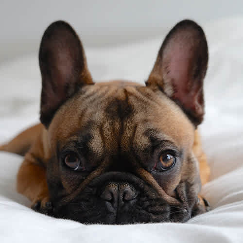 See our pet friendly policy at Waterman Senior Apartments in Maricopa, Arizona