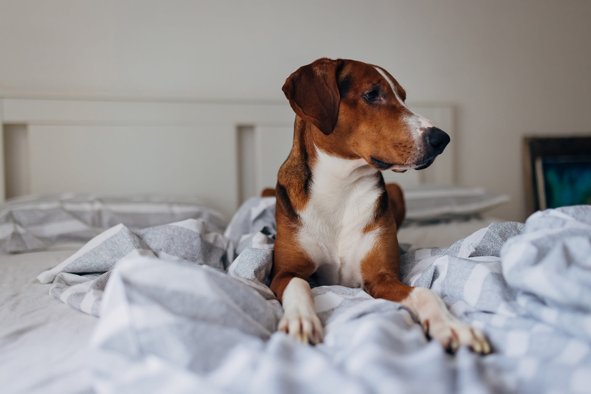 Reviews at Wrenfield at Pleasant View in Madison, Wisconsin