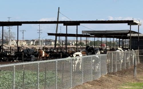 Chino, California: From Rancho Roots to Rapid Growth