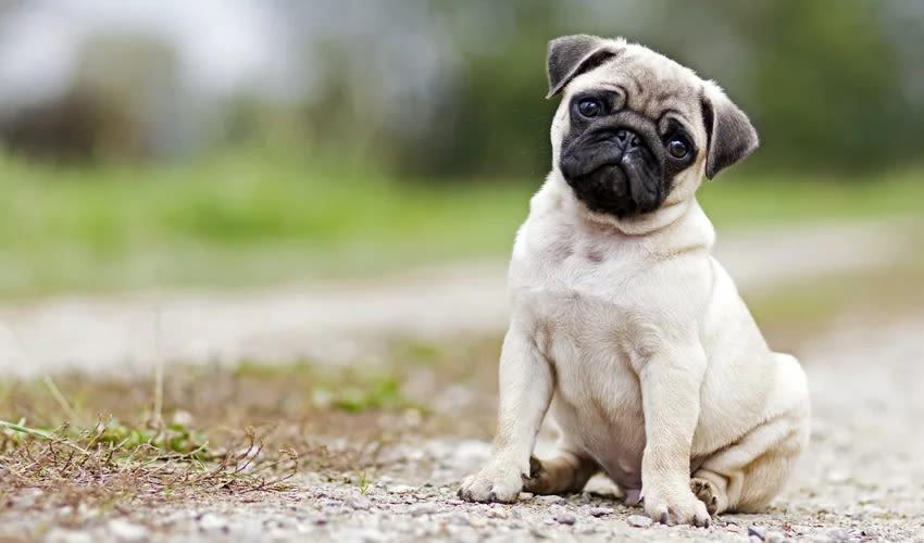 Gated pug puppy sitting on gravel path at Valencia Grove in Houston, Texas 