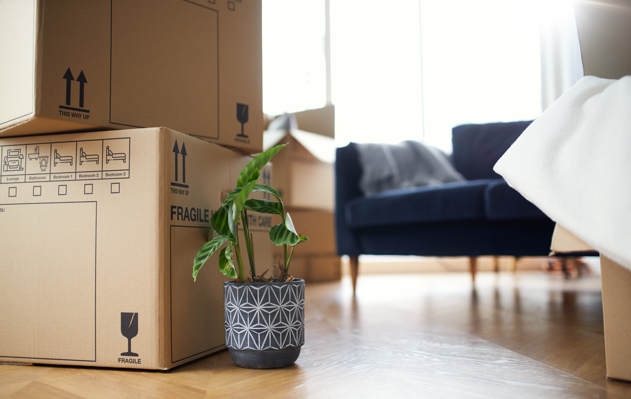 Boxes, a plant, and furniture in a well-lit home near Our Self Storage.