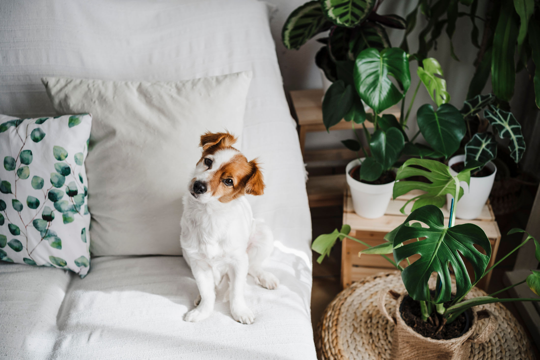 Pet Friendly Townhomes at Brightside at Etowah in Cartersville, Georgia