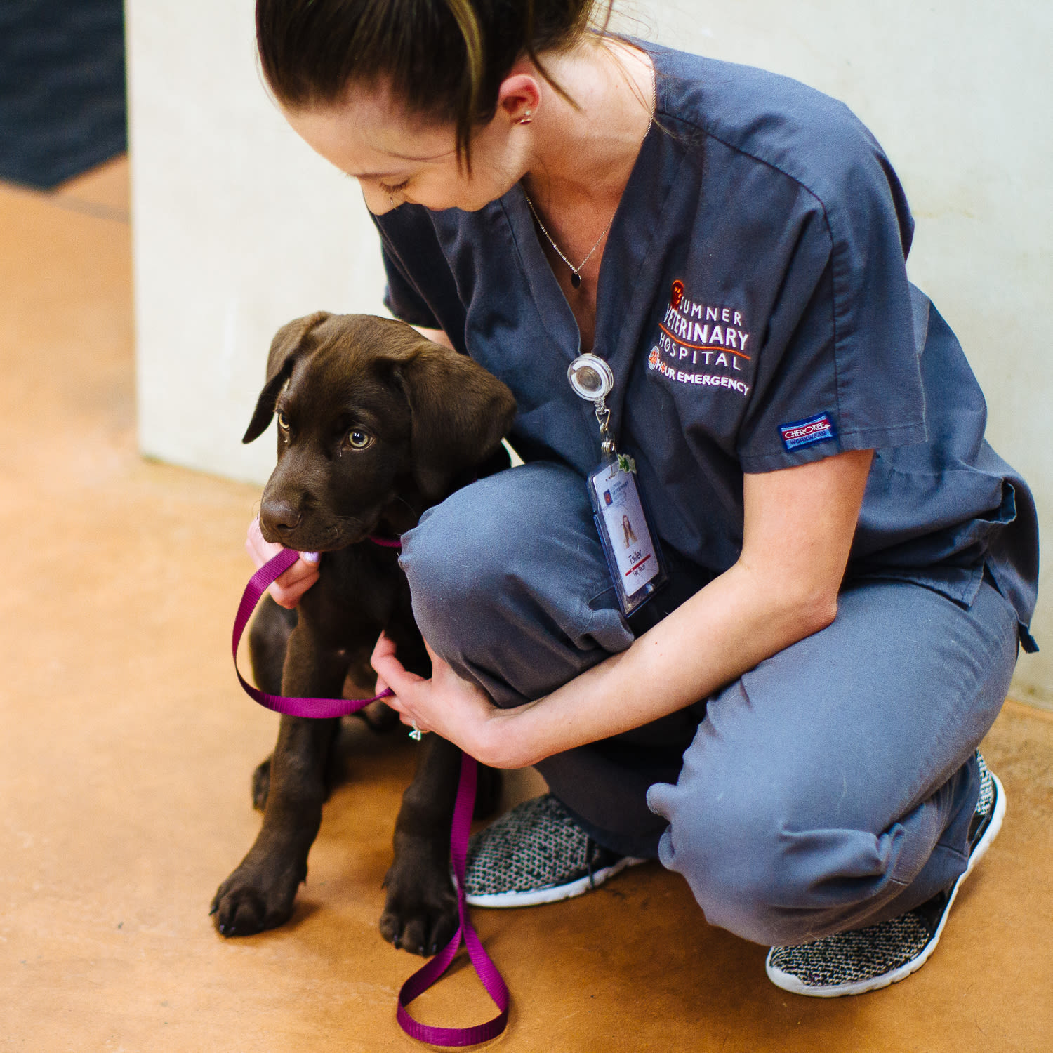 Sumner dental disease prevention information at Animal Hospital