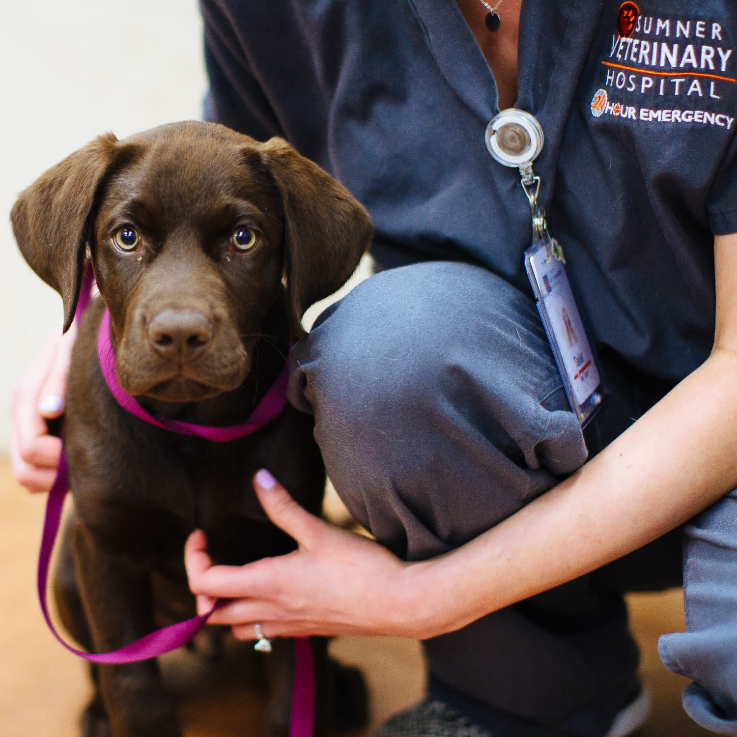 Information on spaying at Sumner Animal Hospital