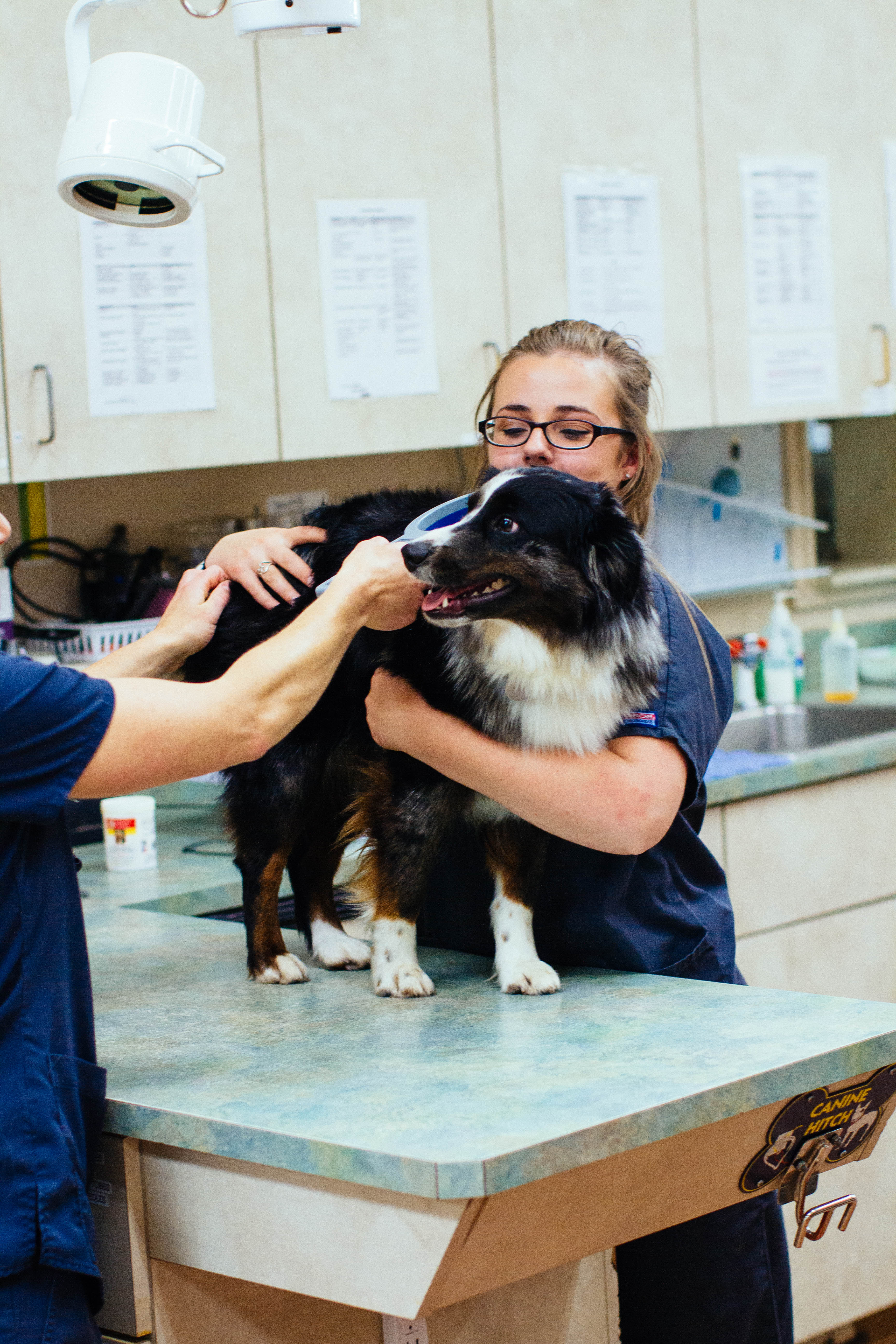 Sumner Animal Hospital microchipping information