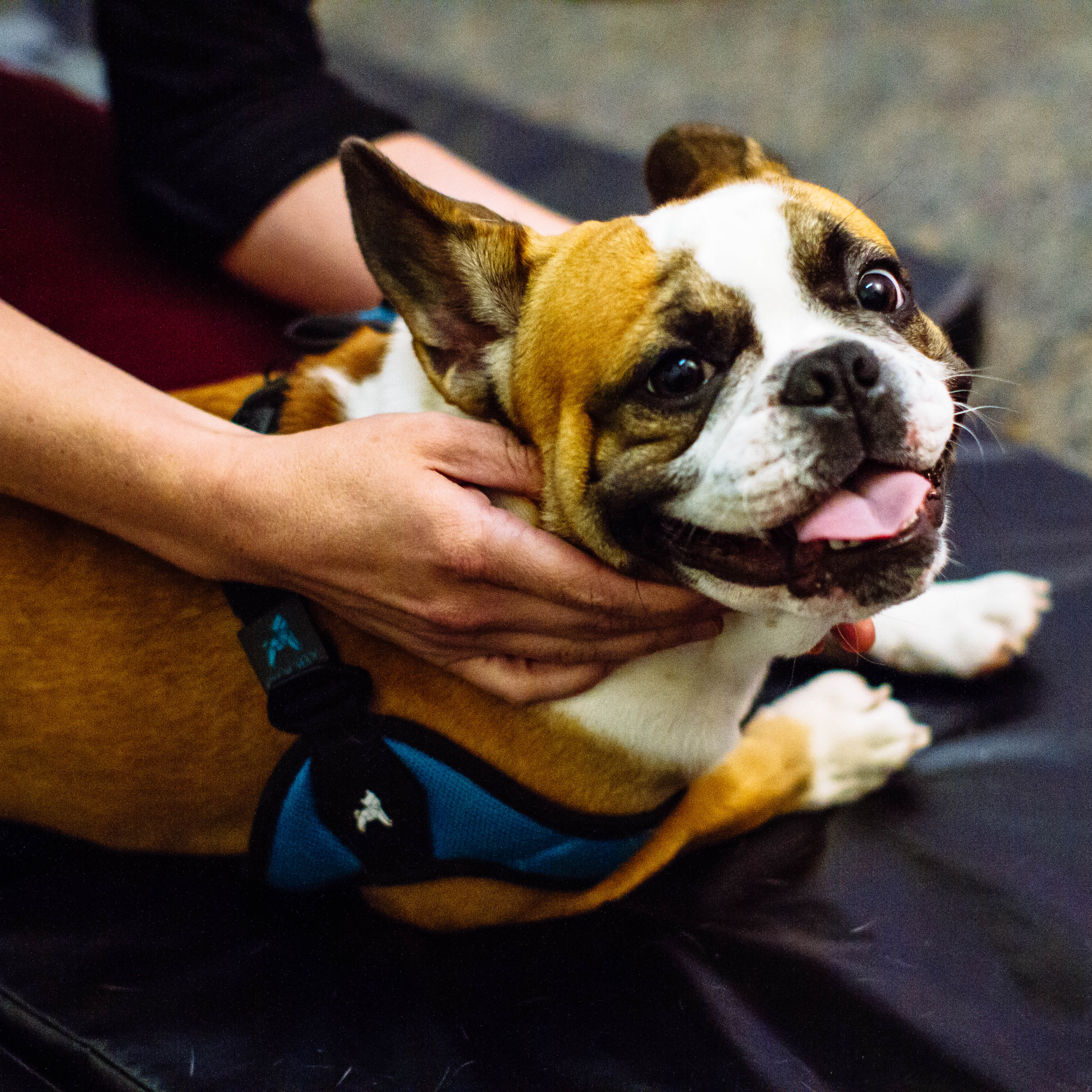Various pet services offered at Sumner Animal Hospital