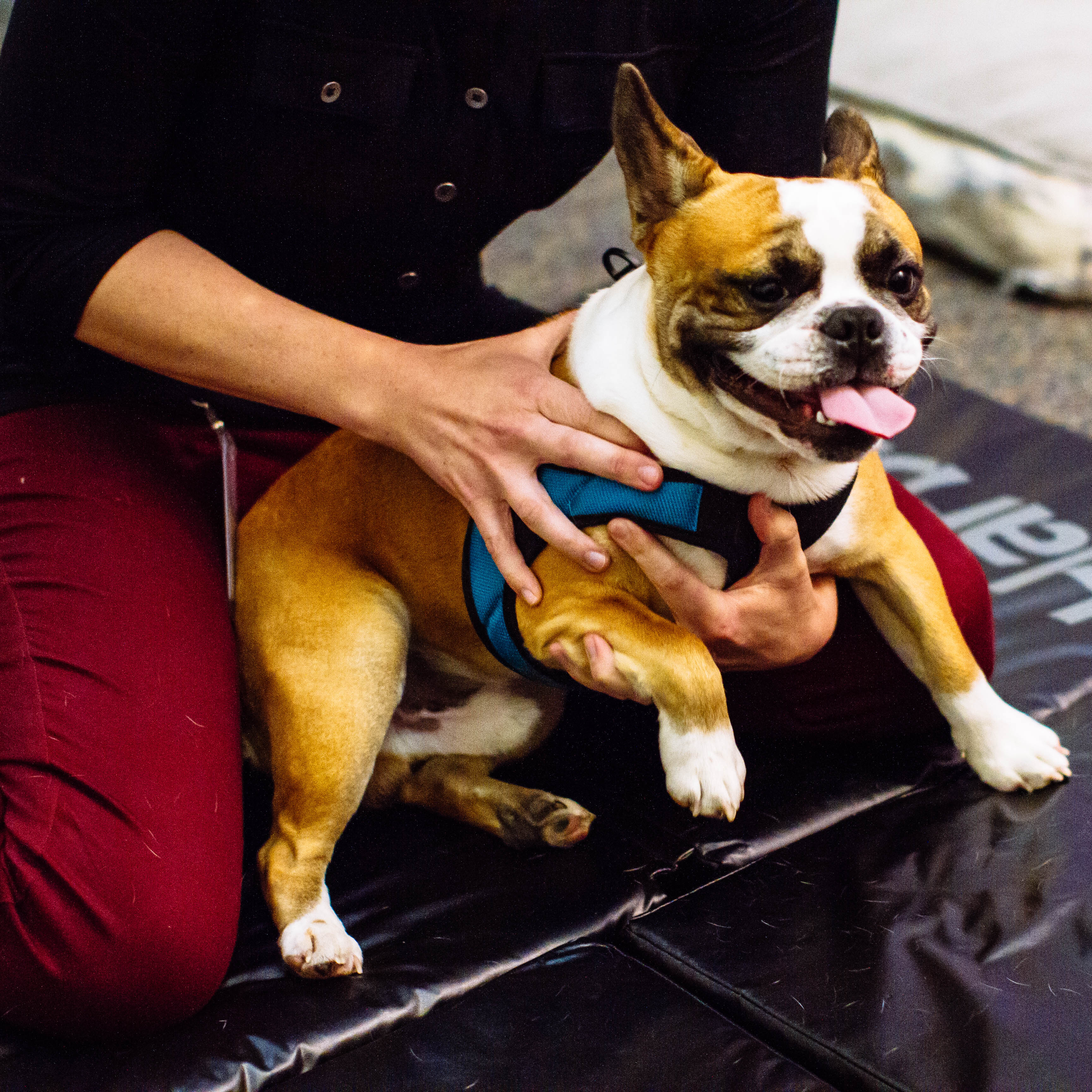 Boarding services at Sumner Animal Hospital