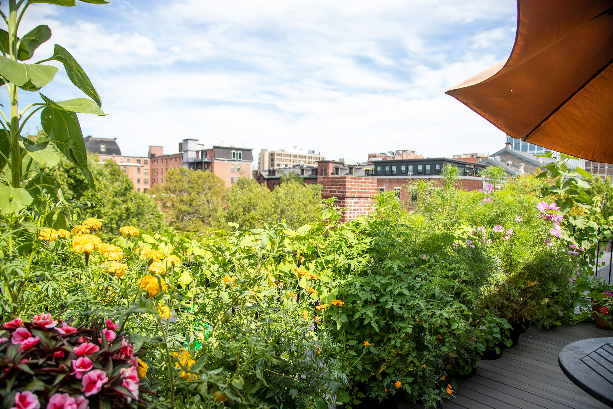 Garden on roof top at Hearth Anna Bissonnette House in Boston, Massachusetts