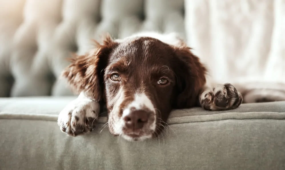 Closeup shot of a dog at Wildgrass in Riverview, Florida