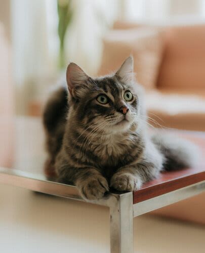 Cat relaxing in a cozy apartment home at Highland Manor Apartments in Rochester, New York