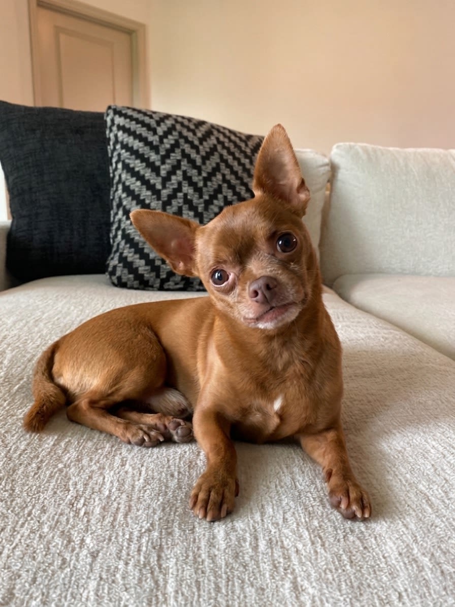 The Carlton of Fort Myers Pet of the Month