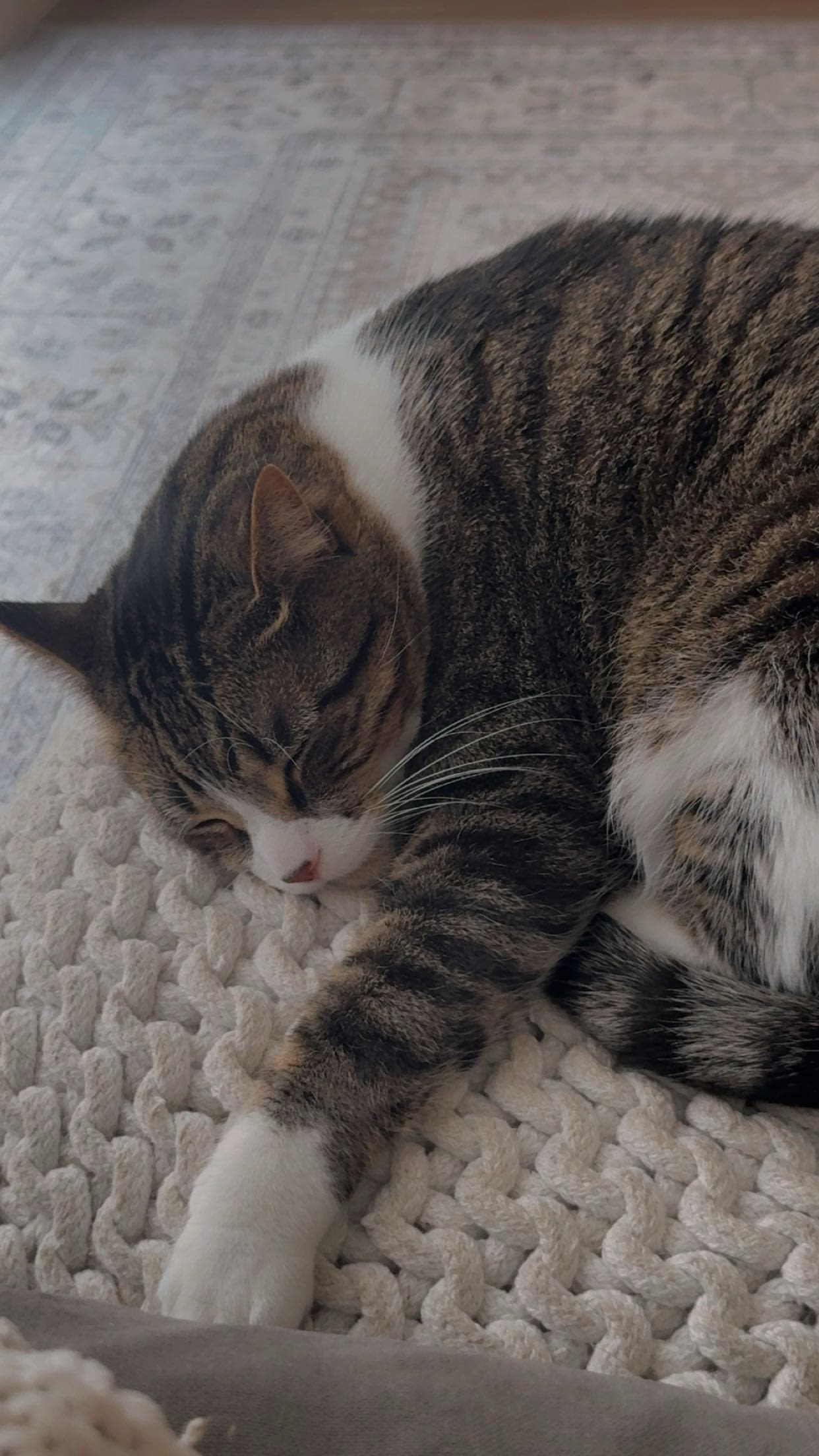 The Carlton of Fort Myers Pet of the Month