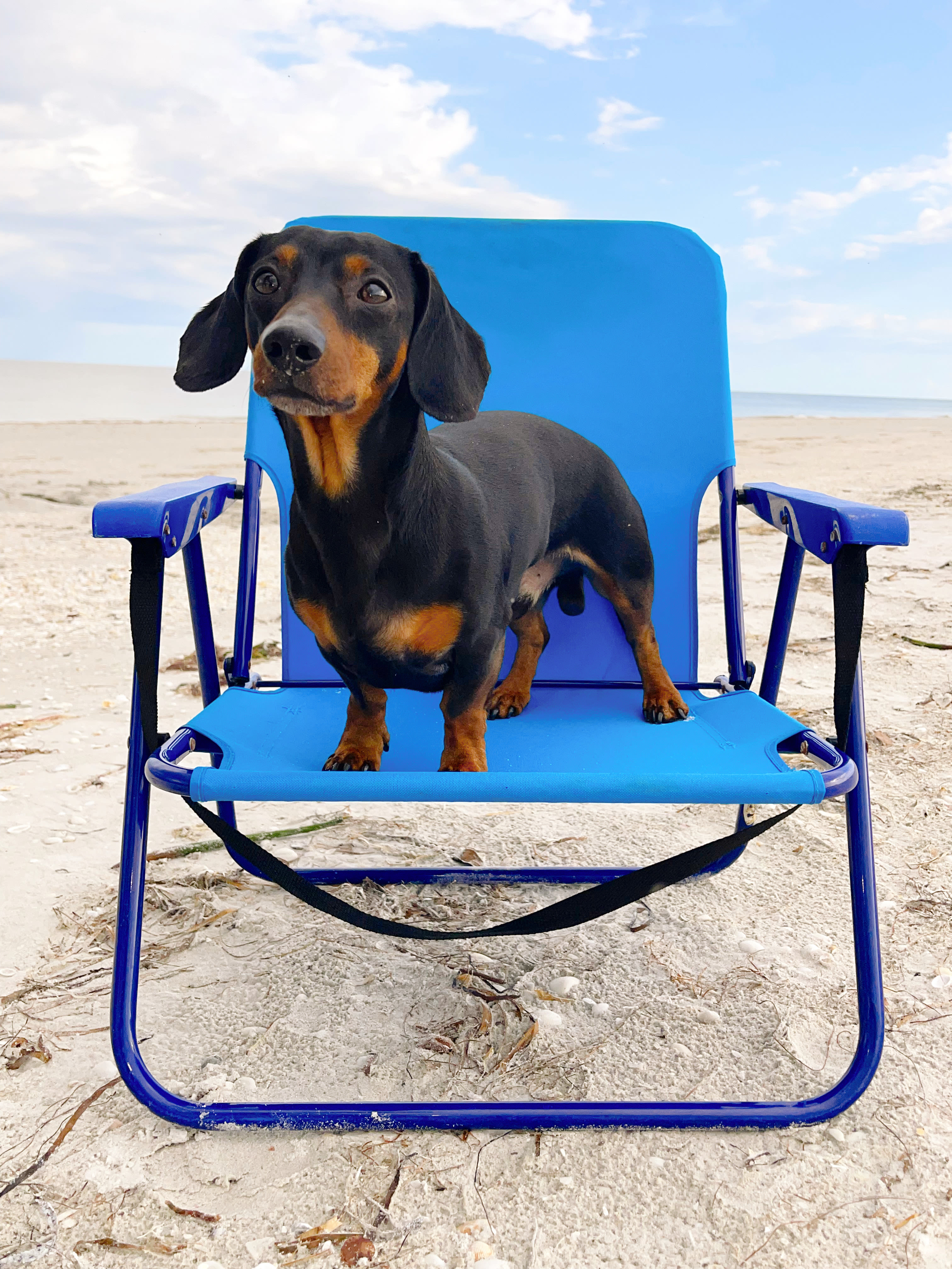 The Carlton of Fort Myers Pet of the Month