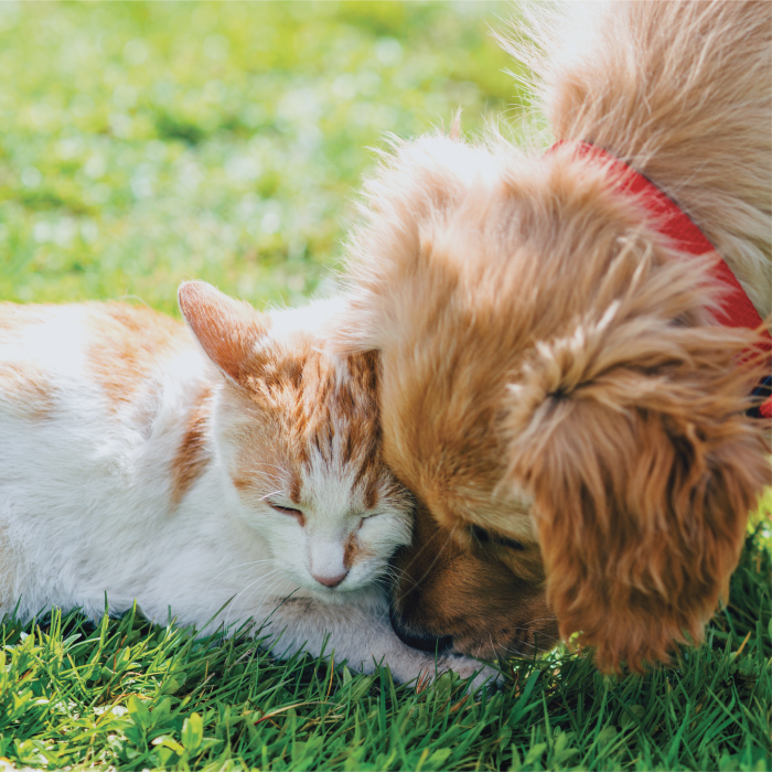 Cat and dog playing at Villa Del Sol in Sunnyvale, California