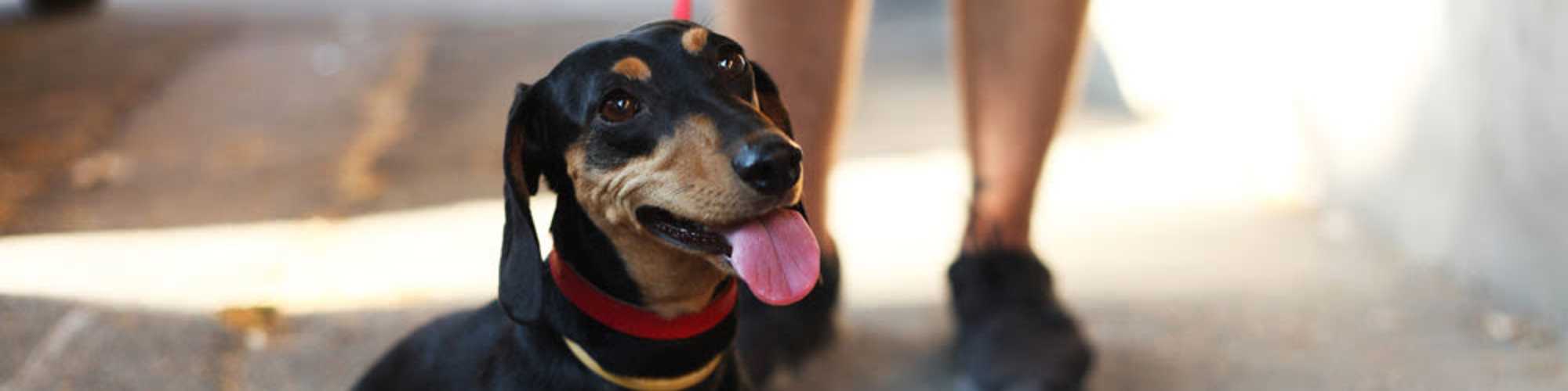  Pet Policy | Southfield in Nottingham, Maryland