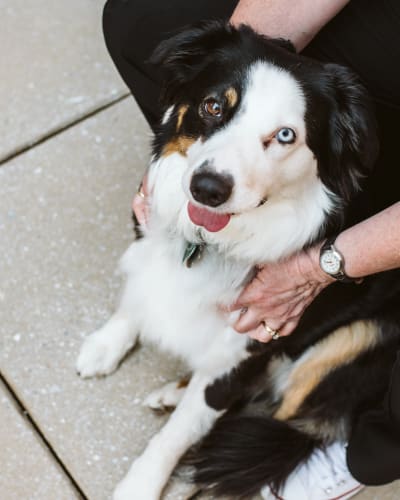 Bailey the dog at Cedar Ridge Senior Living in Broken Arrow, Oklahoma.