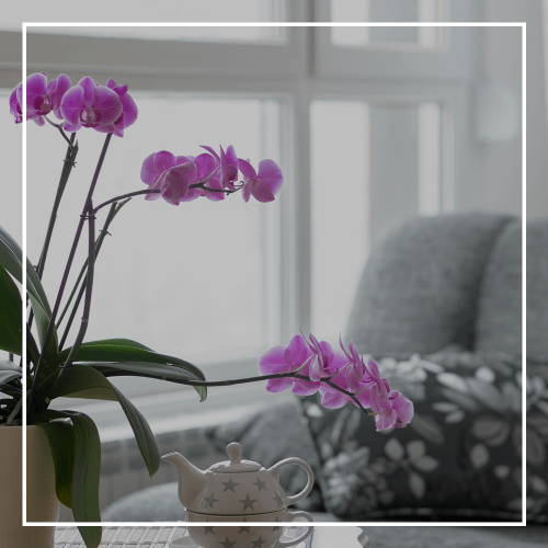 View the floor plans at Homestead Senior Living in Saint Albans, Vermont
