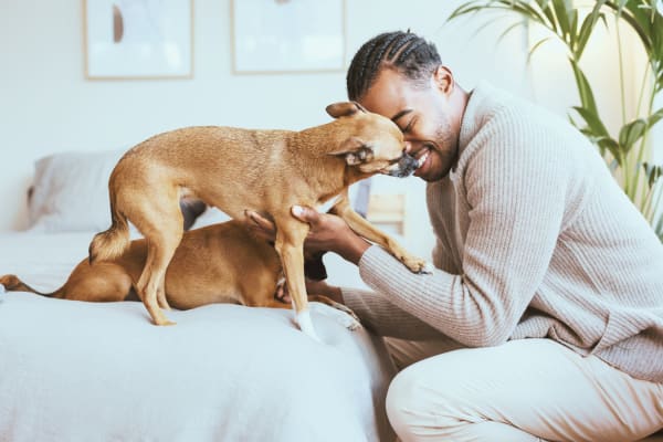 Happy dogs loved by its owner at Rosemont Windermere in Orlando, Florida