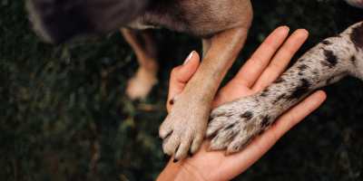 Person holding a dog's paw at Vintage Park in Houston, Texas