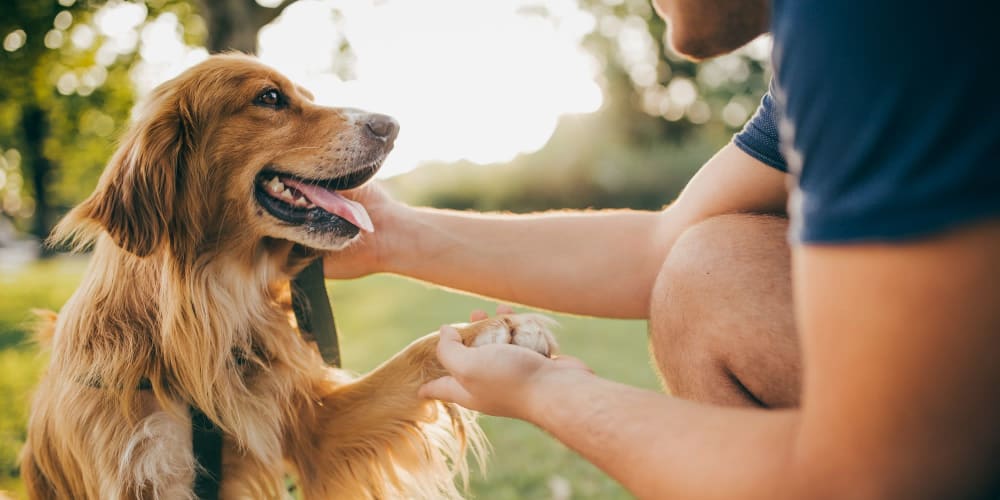 Resident playing with their dog in a park near Veridian in Cincinnati, Ohio